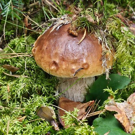 La Bourzede Leilighet Langeac Eksteriør bilde