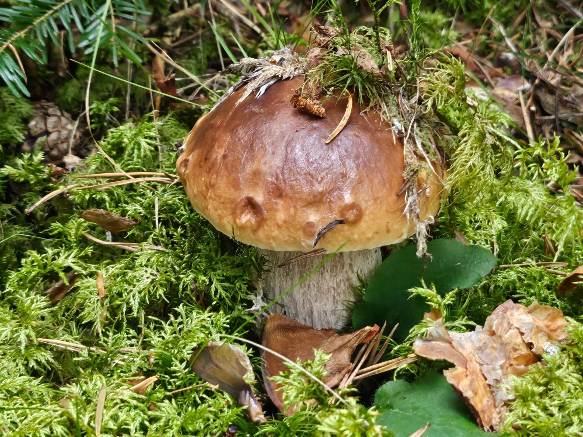 La Bourzede Leilighet Langeac Eksteriør bilde